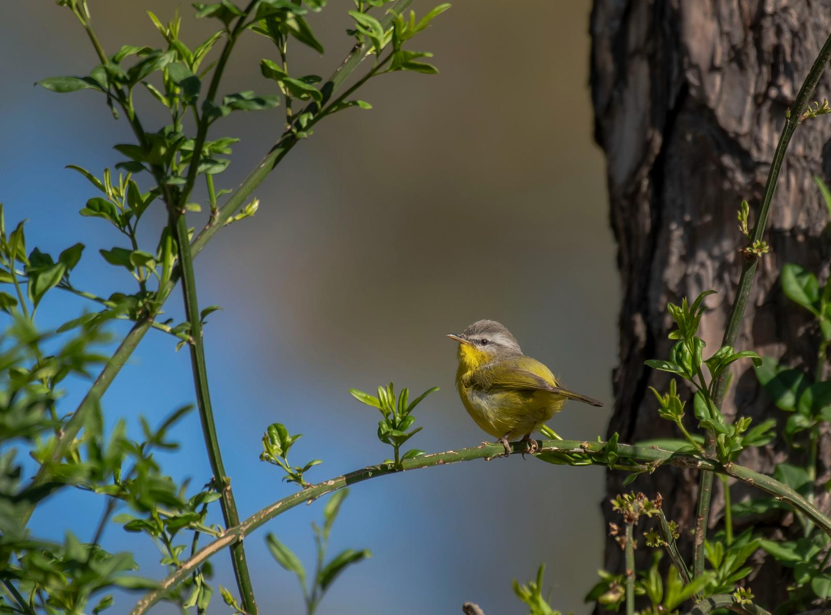 Birds